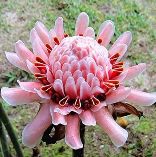 Etlingera Elatior Flower Seeds, Pink Flowers