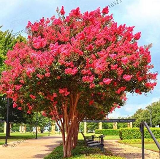 Crape MyrtlePotted Plant Red Flowers Seeds