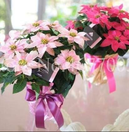 Poinsettia Seeds, Mixed Light and Dark Pink Flowers