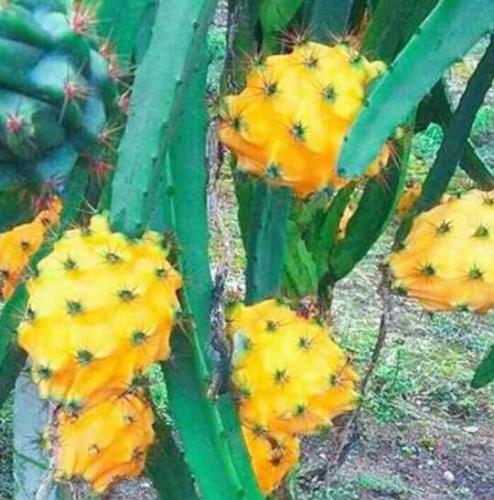 Yellow Dragon Fruit Seeds