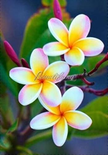 Plumeria Seeds, Peach Pink Flowers