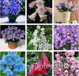 Bellflower Flower Seeds, Mixed