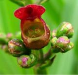 Eastern Late Figwort Scrophularia Marilandica Red Flower Bush Seeds