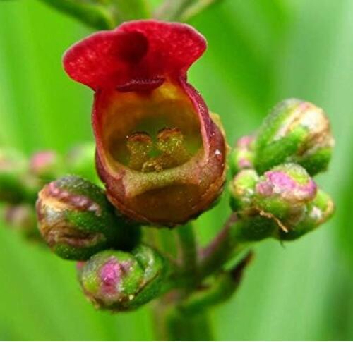 Eastern Late Figwort Scrophularia Marilandica Red Flower Bush Seeds