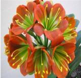 Gorgeous Clivia Flower Seeds, Pale Red with Green Centre Flowers