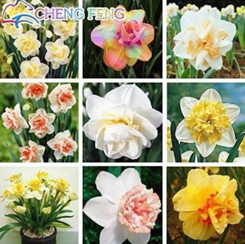 Daffodils Seeds, Mixed 9 Types