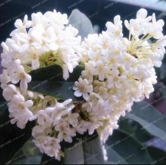 Sweet Olive Tree Seeds, White Colors