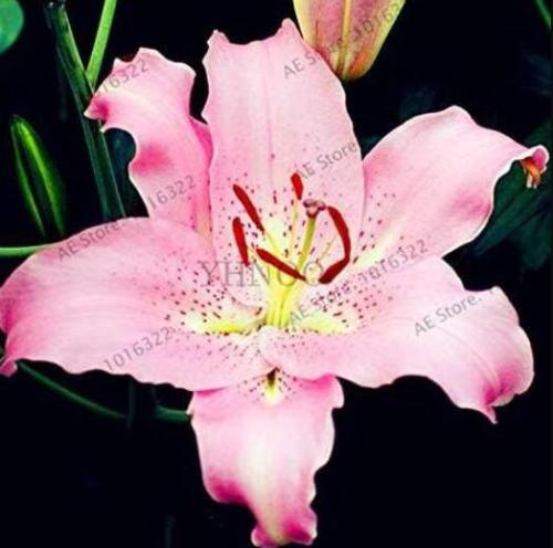 Lilium Lily Flower Seeds, Pink Flowers