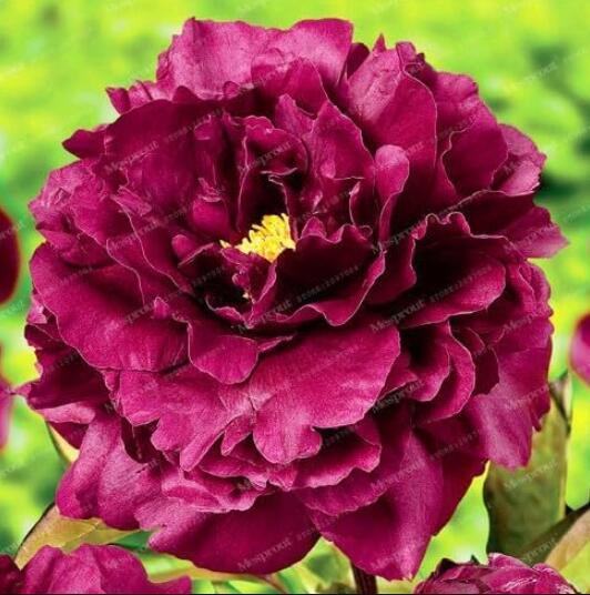 Peony Seeds, Dark Red Double Flowers