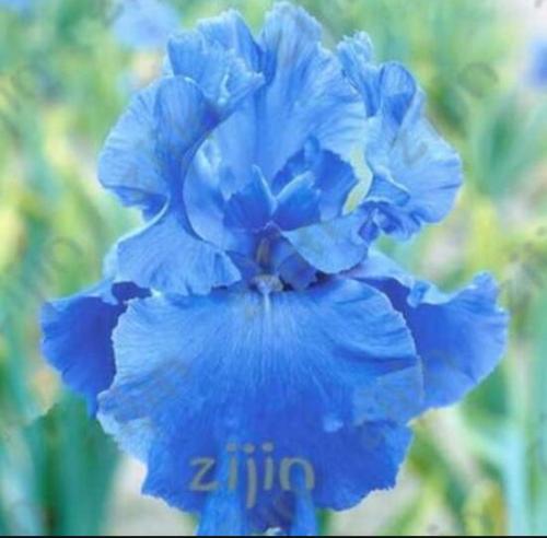 Iris Flower Seeds, Fully Light Blue Semi-Double Flowers