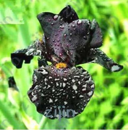 Iris Flower Seeds, Fully Black Semi-Double Flowers