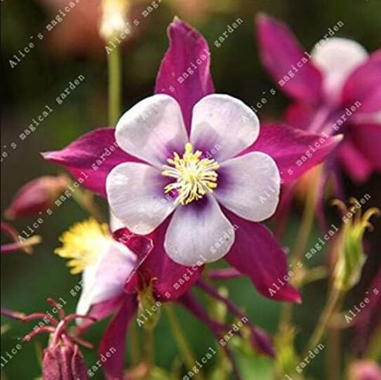 Aquilegia Columbine Flower Seeds, Purple White Flowers