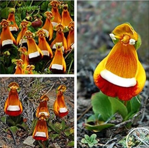 Bizarre Weird Flowers Seeds