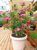 Adenium Obesum Seeds, Pink Single Flowers with Rose Pink Edge