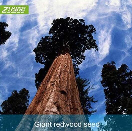 GaintRedwoodTreeSeeds