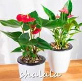 Anthurium plant Seeds, Red Flowers