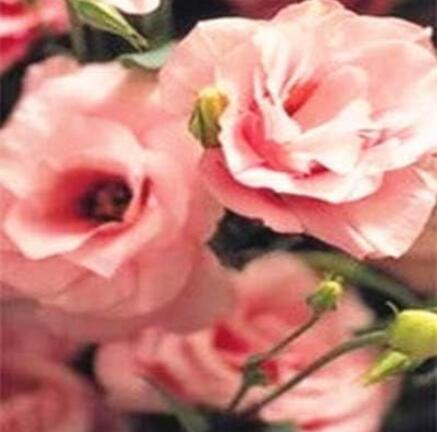Eustoma Grandiflorum Seeds, Khakish Pink Flowers
