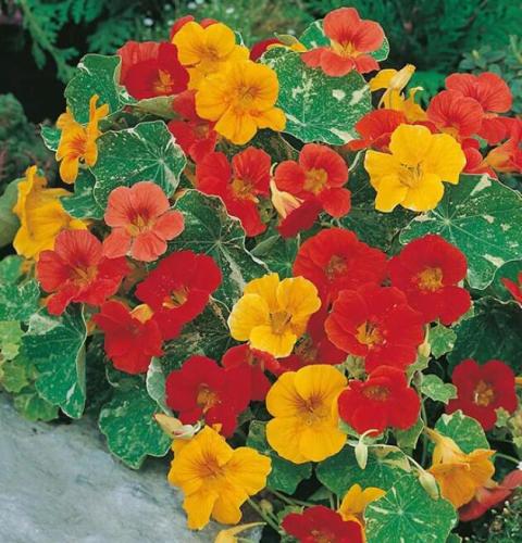 25 Alaska Mix Nasturtium Seeds