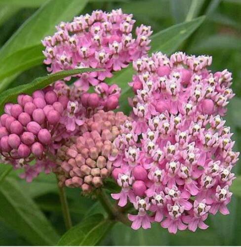 Red Swamp Milkweed Rose Asclepias Incarnata Seeds