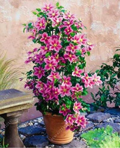 Clematis Plants Flower Seeds, Pink and Rose Red Flowers