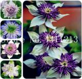 Mix Beautiful Clematis Seeds