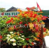 Bougainvillea Dwarft Seeds, Mixed