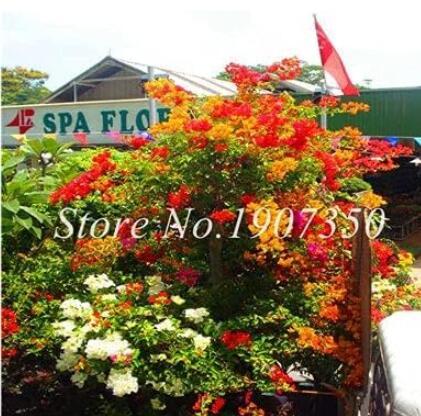 Bougainvillea Dwarft Seeds, Mixed