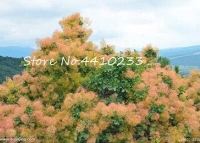 Cotinus Coggygria Seeds