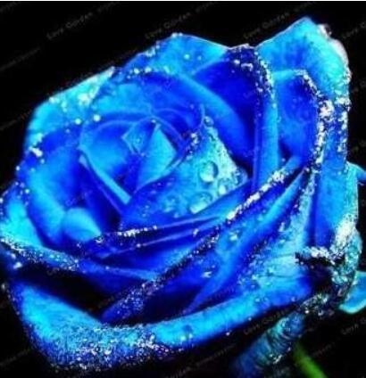 Blue Rose Flowers Seeds