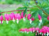 Rare Perennial Spectabilis Herbs Dicentra Plant Bleeding Heart Pink Flower Seeds