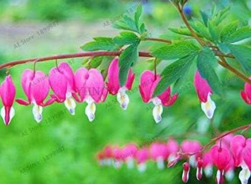 Rare Perennial Spectabilis Herbs Dicentra Plant Bleeding Heart Pink Flower Seeds