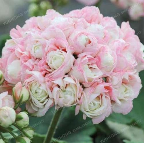 Geranium Seeds, Apple Blossom Rosebud Pelargonium, Light Pink Flowers