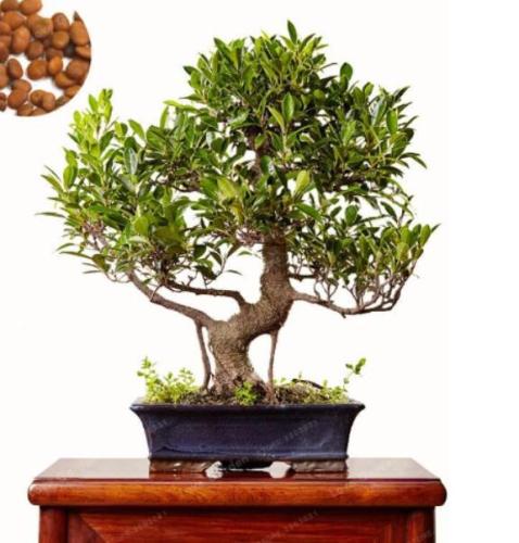 Ficus Microcarpa Tree Green Seeds