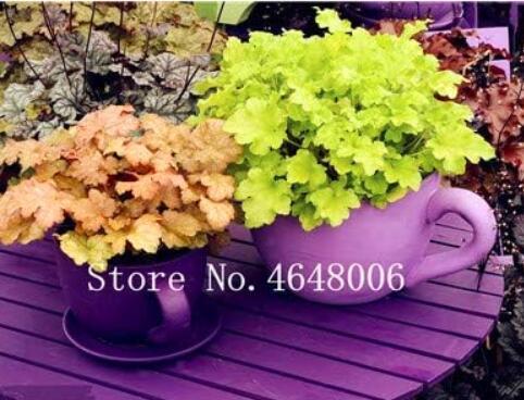 Colorful Heuchera Seeds, Green and Yellowish Orange Leaves