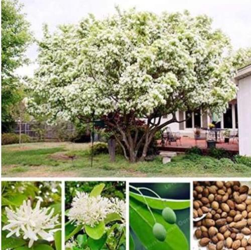 Chionanthus Retusus Seeds