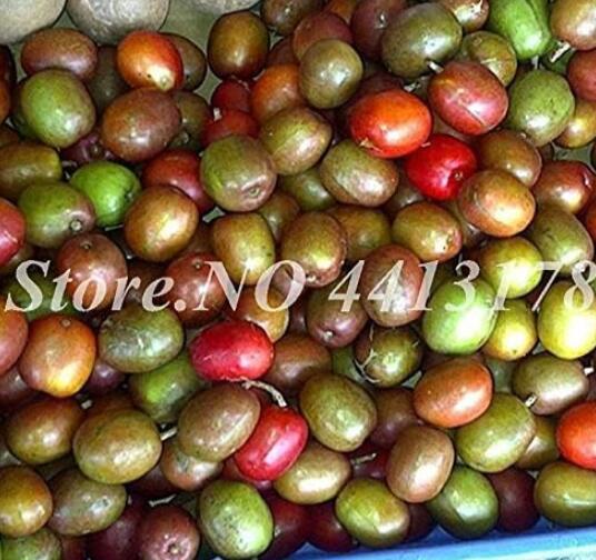 Schisandra Chinensis Chinese Outdoor Herb Fruit Seeds