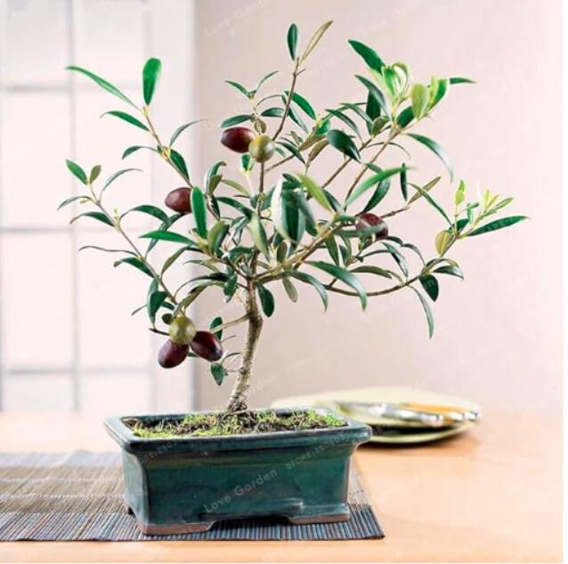 Mini Olive Seeds
