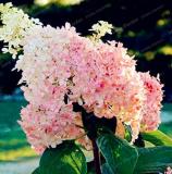 'Vanilla Strawberry' Hydrangea Flower Seeds