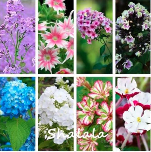 Mixed Phlox Seeds