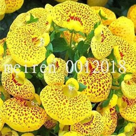 Calceolaria Seed Dicentra Spectabilis Rare Flowers