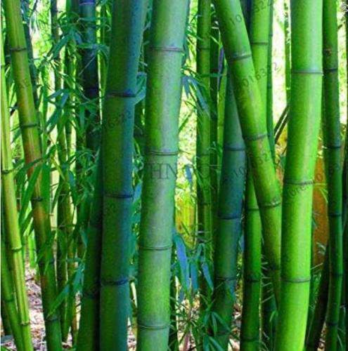 Giant Phyllostachys pubescens moso bamboo Seeds