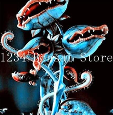 Venus Fly Trap Dionaea Muscipula Carnivorous Plant Seeds