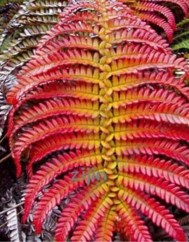 Japanese Rare Creeper Boston Fern Plant Seeds