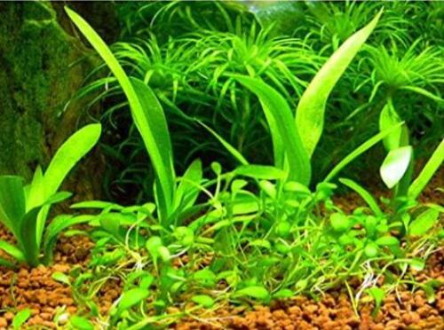 Aquarium grass Seeds (mix)