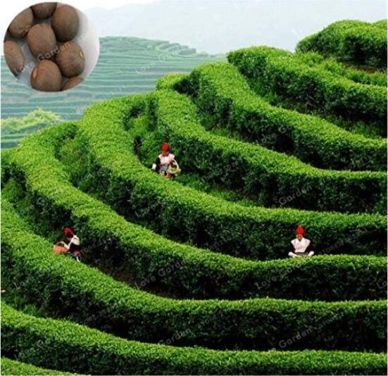 Chinese Green Tea Tree Seed Plant Tea for Healthy Seed Tea Tree Home Garden