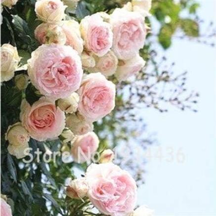Jericho Rose Seeds. Light Pink Double Flowers