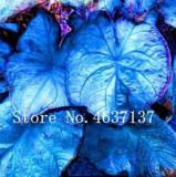 Exotic Thailand Caladium Bicolor Seeds