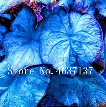 Exotic Thailand Caladium Bicolor Seeds
