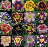 Daylily Semillas Perennial Flower Seeds, Mixed