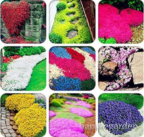 Creeping Thyme Seed, Rock CRESS Plant Mixed